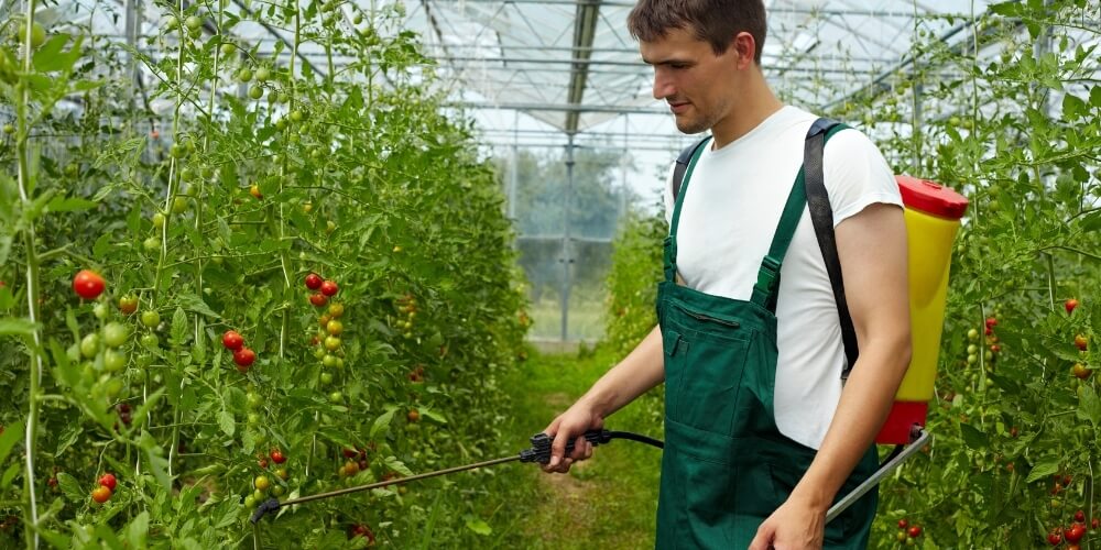 Ontsmettingsmiddel tomaten